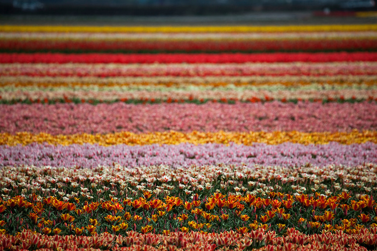 Flower fields in Holland