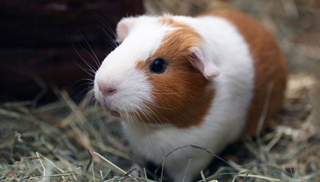  Top 10 small Pets 