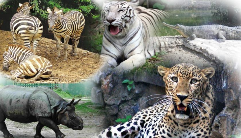 Alipore Zoological Gardens, Alipore Road