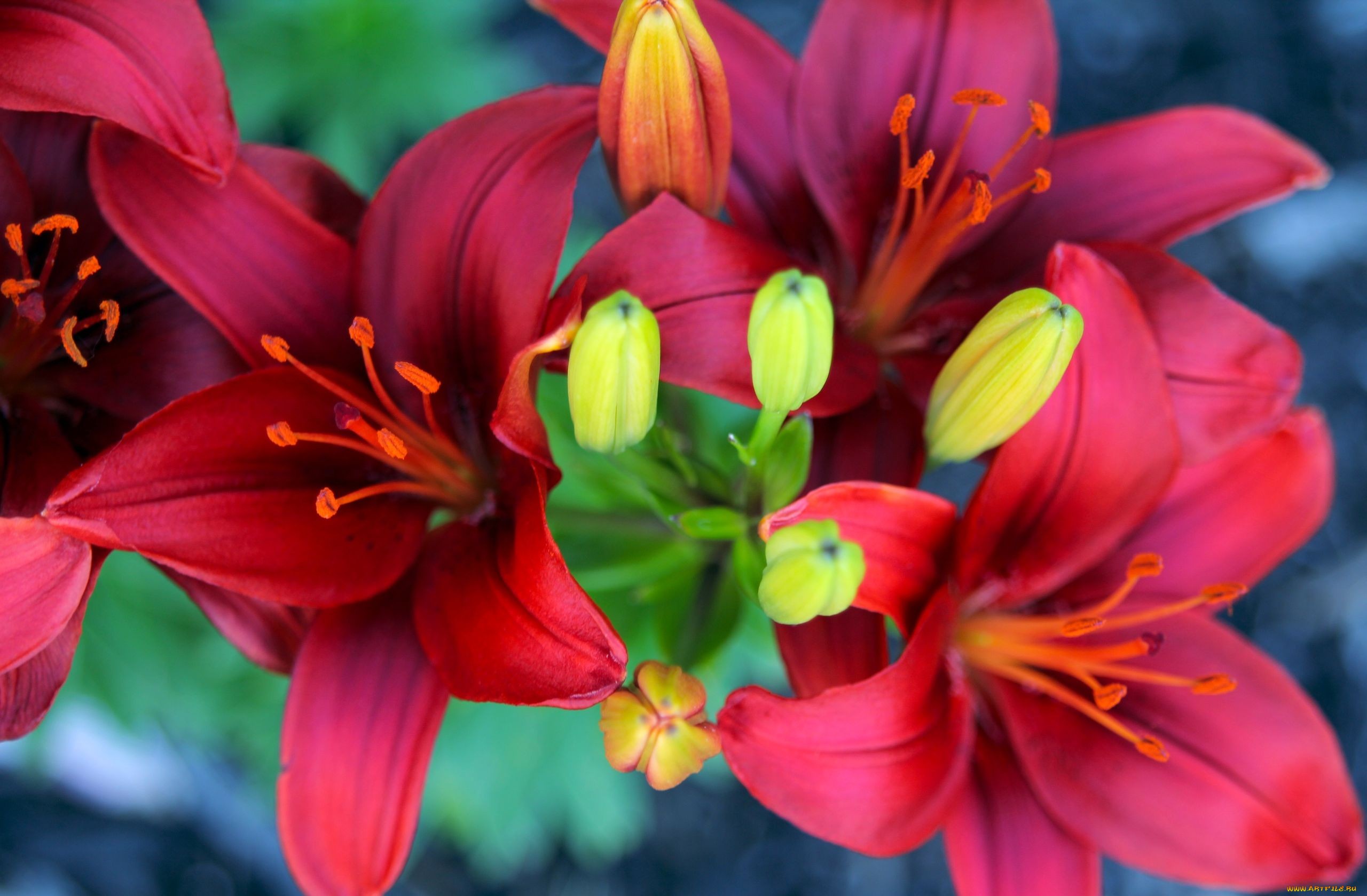 Top 10 Most Amazing HD Flowers Images in the World