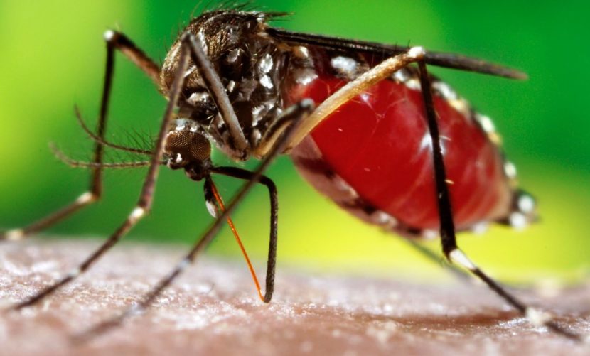 Top 10 Most Effective Tips To Prevent Dengue