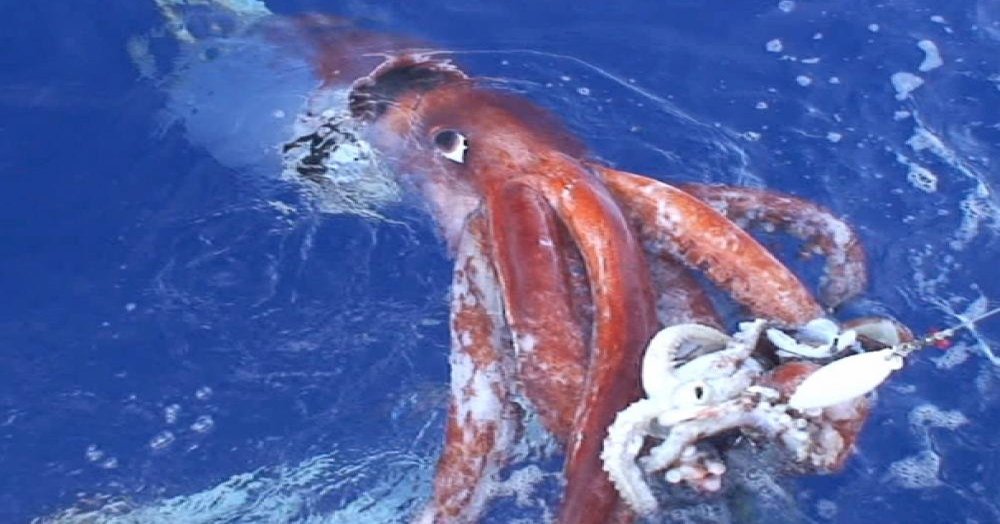 are giant squids real