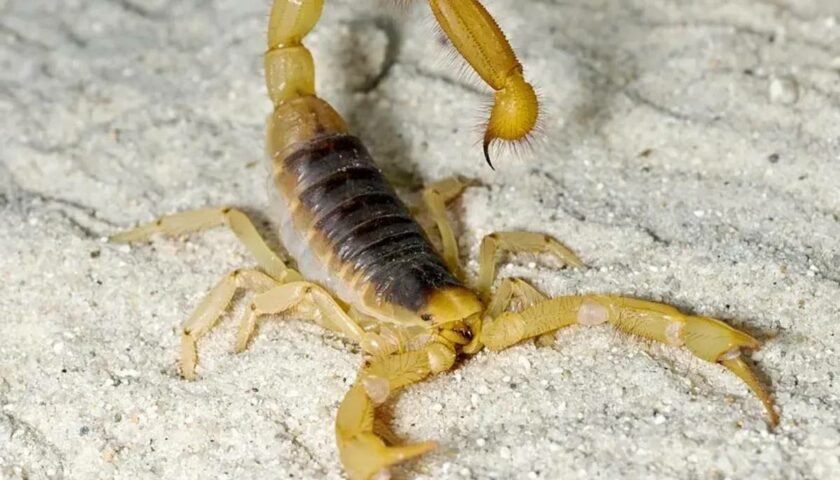 Brazilian Yellow Scorpion