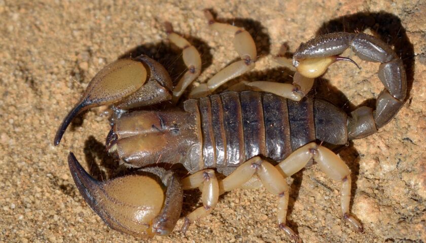 Yellow-legged Burrowing Scorpion
